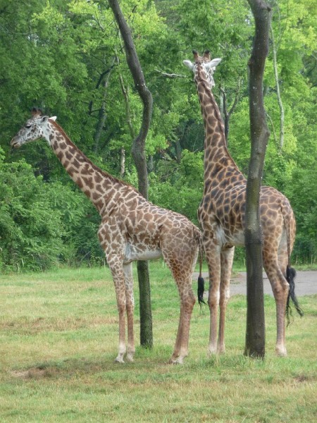 Masai Giraffes (2).JPG